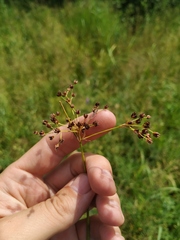 Juncus atratus