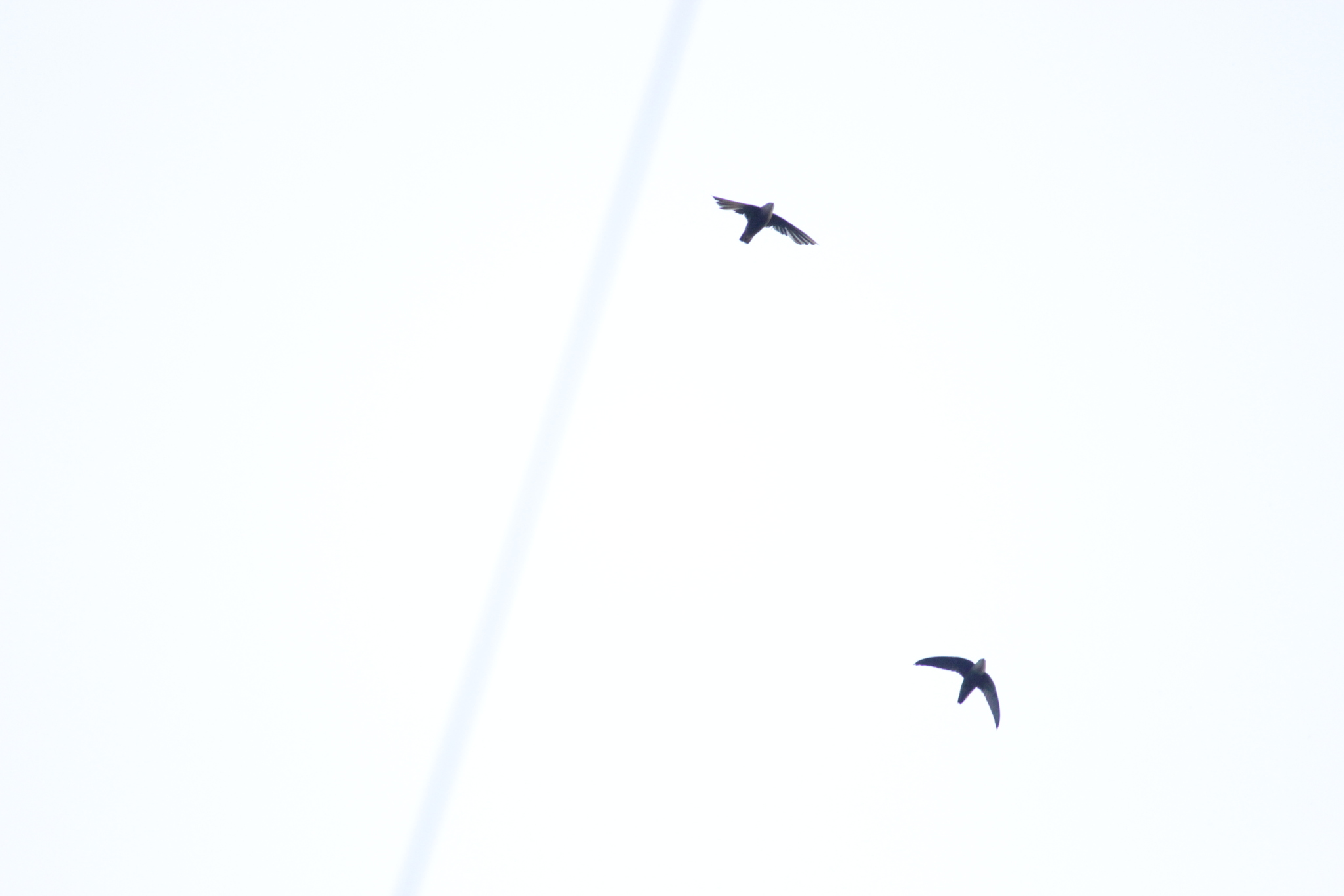 Sick's Swift (Chaetura meridionalis), photo 6