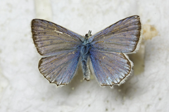 Polyommatus daphnis