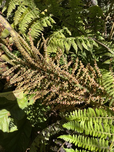 Gunnera petaloidea observed 2025-02-03