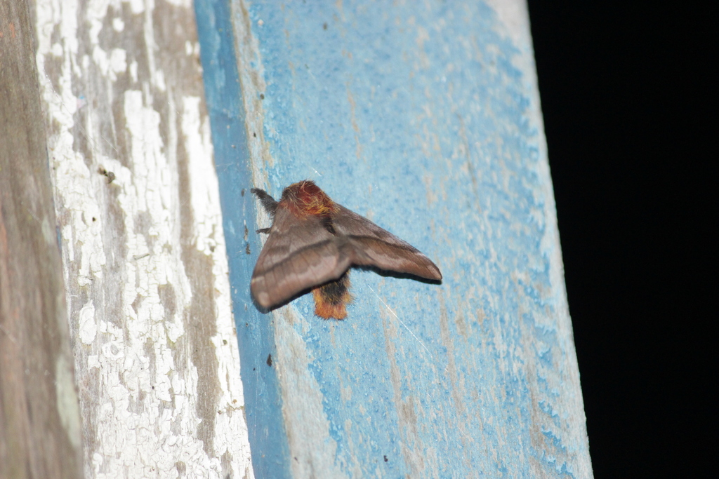 Hylesia oratex