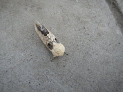 Phalera flavescens