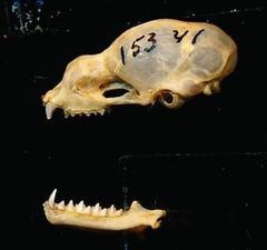 Bicolored Leaf-Nosed Bat photo 2