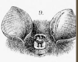 Bicolored Leaf-nosed Bat