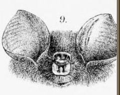 Bicolored Leaf-Nosed Bat photo 3