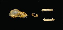 Ashy Leaf-Nosed Bat photo 3