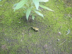 Pseudotorynorrhina japonica