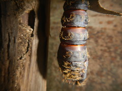 Lepidoptera