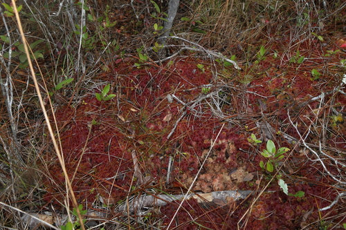 Image of Sphagnum tenerum by (c) Reid Hardin, some rights reserved (CC BY)