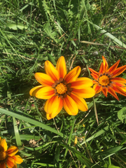 Gazania