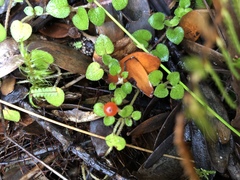 Nertera dichondrifolia