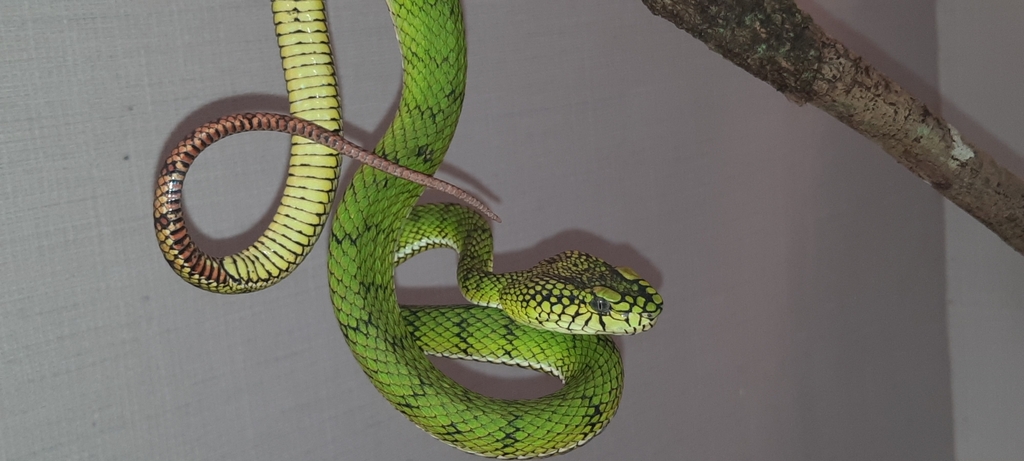 Sumatra Pit Viper (Trimeresurus sumatranus)