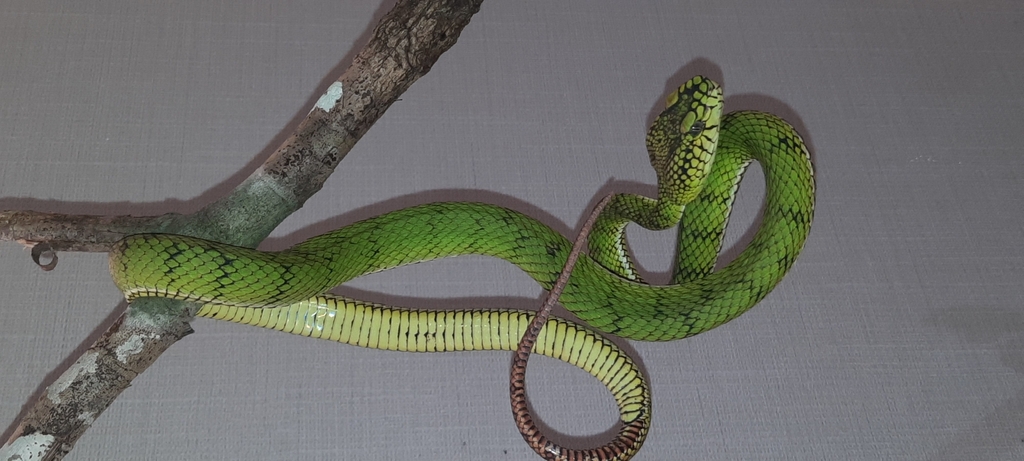 Sumatra Pit Viper (Trimeresurus sumatranus)