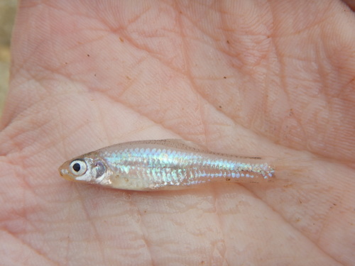 Geest-shiner (Notropis buchanani) — Cyprinidae