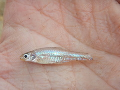 Notropis buchanani