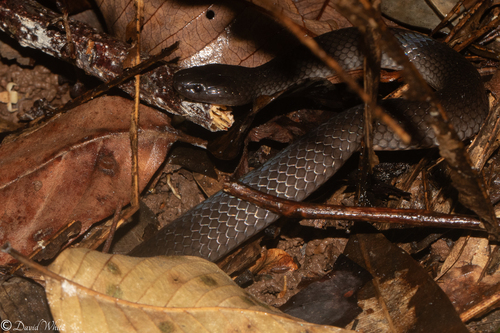 Eastern Small-eyed Snake sighting