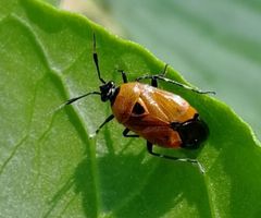 Deraeocoris punctum