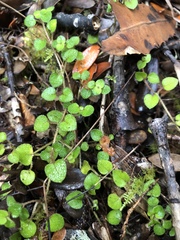 Nertera dichondrifolia