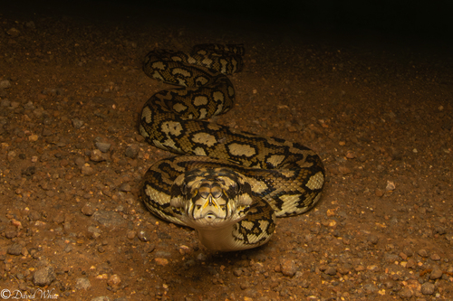 Jungle Carpet Python sighting