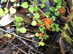 Nertera dichondrifolia