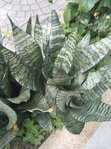 Sansevieria trifasciata 'Night Owl' 2