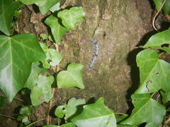 Lepidoptera