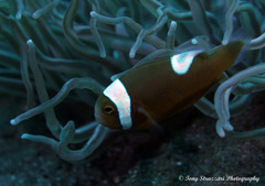 Amphiprion polymnus