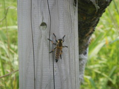 Promachus yesonicus