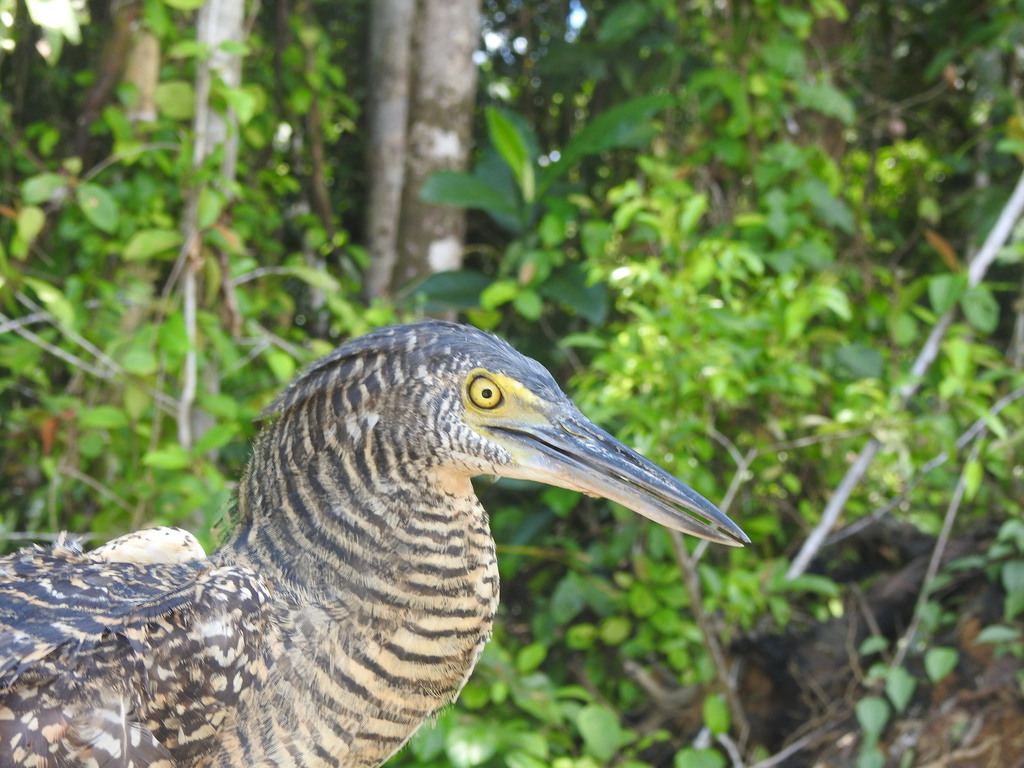 Forest Bittern