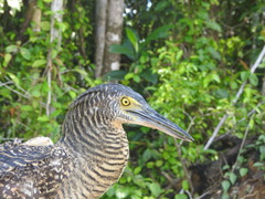 Forest Bittern photo 1