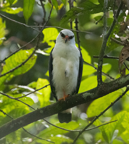Black-faced Hawk (Leucopternis melanops)