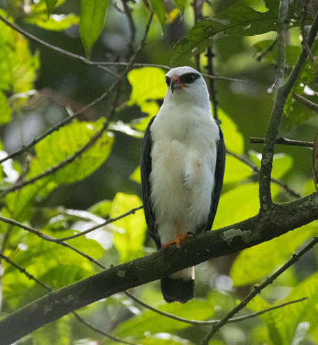 Black-faced Hawk (Leucopternis melanops), photo 2