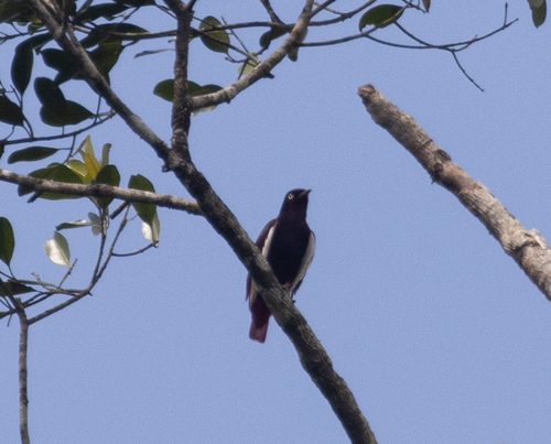 Pompadour Cotinga (Xipholena punicea), photo 10