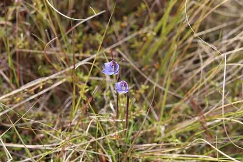 Image of Thelymitra pulchella by (c) Kathy Warburton, some rights reserved (CC BY)