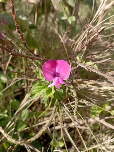 Foto de Feijão-caupi