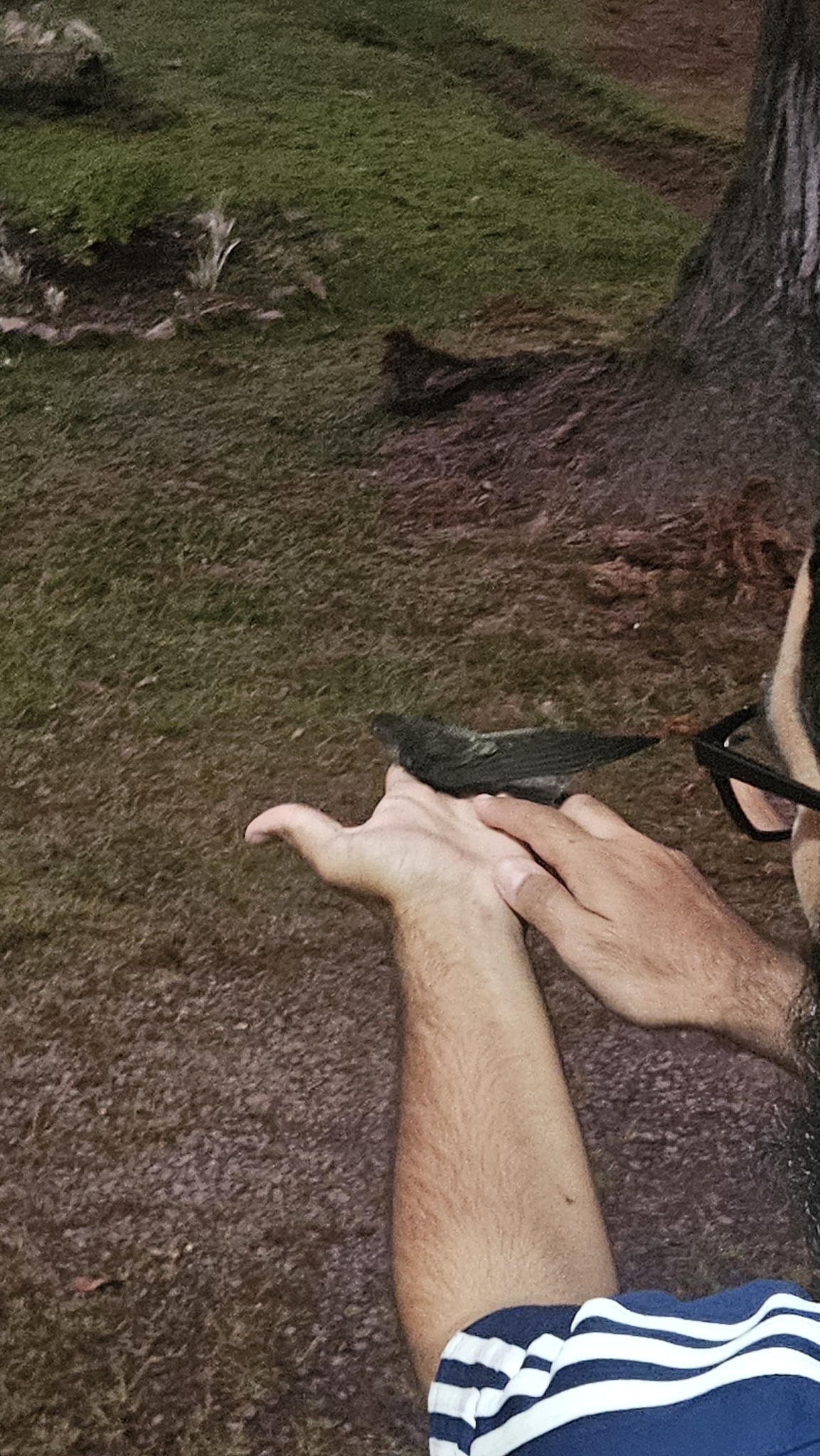 Sick's Swift (Chaetura meridionalis), photo 5