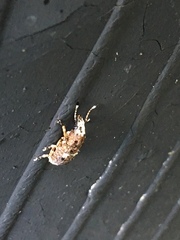 Platystomos albinus