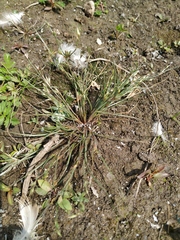 Juncus ranarius