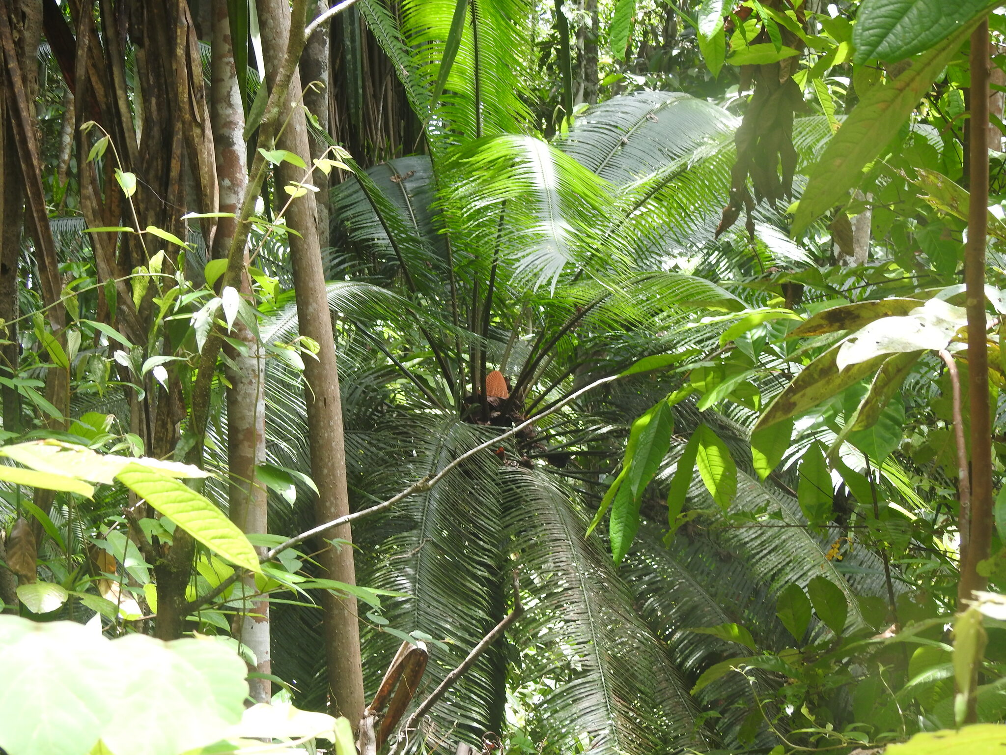Cycas papuana