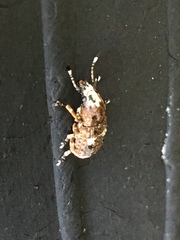 Platystomos albinus