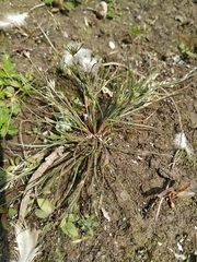 Juncus ranarius