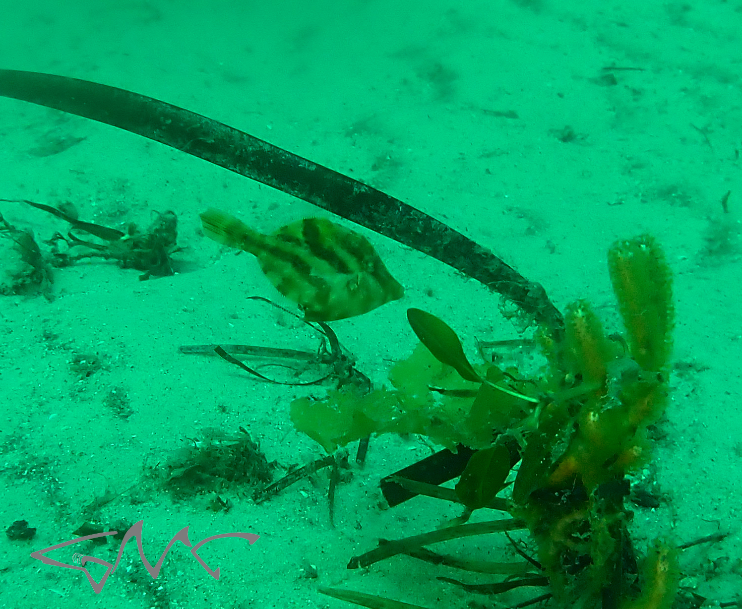 Dusky Leatherjacket photo 2