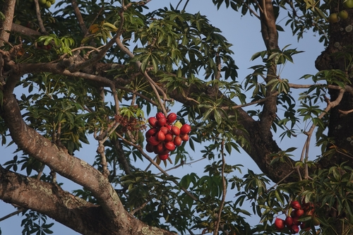Image of Sterculia foetida by (c) Валерия Ковалева, some rights reserved (CC BY)