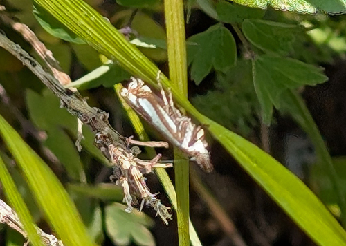 Whitmer's Grass-veneer photo 5
