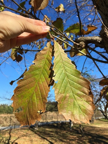 Quercus aliena iNat (2)