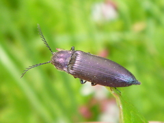 Ctenicera cuprea