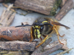 Dolichovespula norwegica