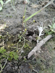 Ranunculus polyphyllus