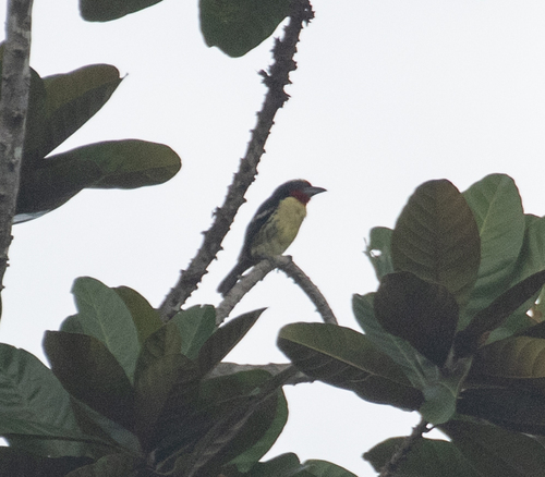 Black-spotted Barbet (Capito niger), photo 2