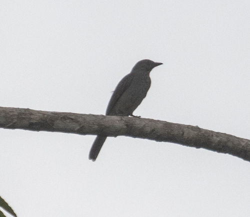 Screaming Piha (Lipaugus vociferans), photo 5